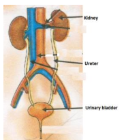 kidney unit filtration basic name excretion define present system